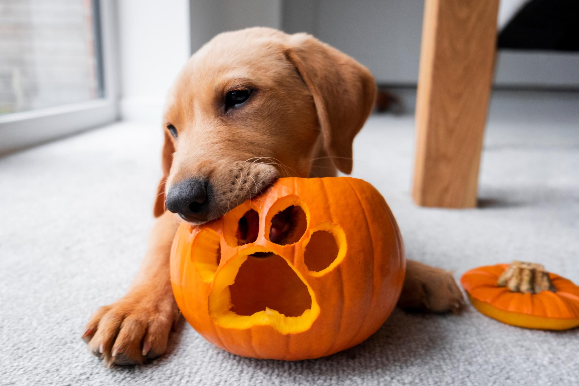 Halloween pet safety.