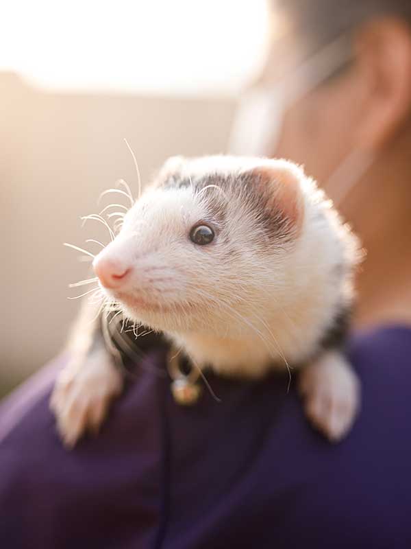 A ferret on a shoulder A ferret on a shoulder
