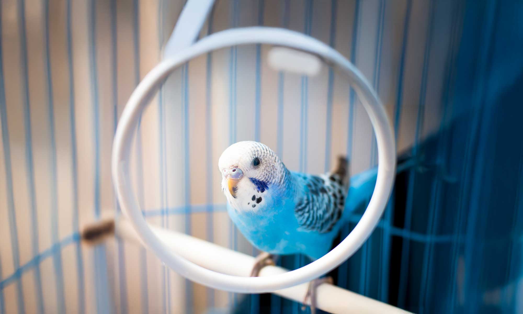 A parakeet on a perch