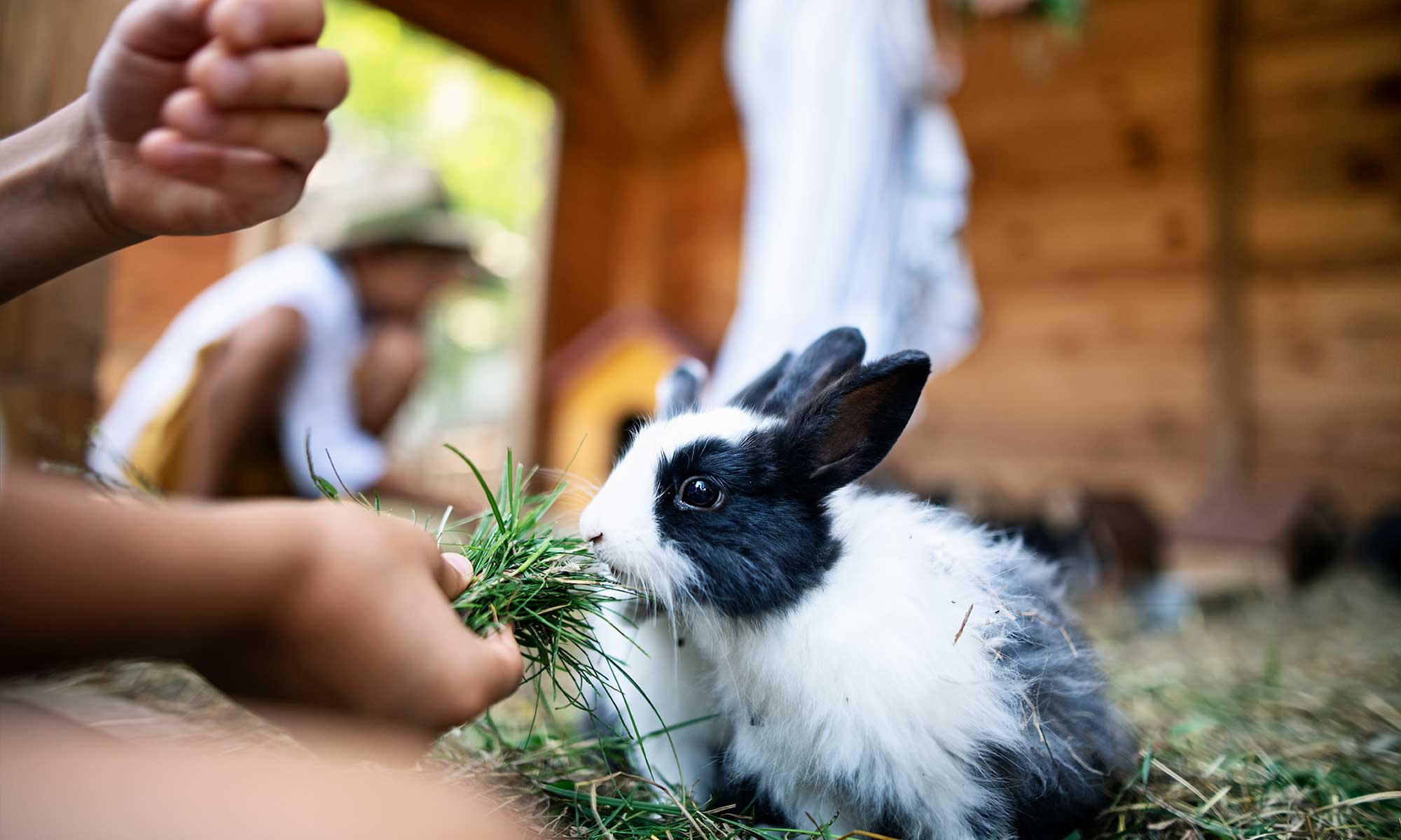 A bunny being fed