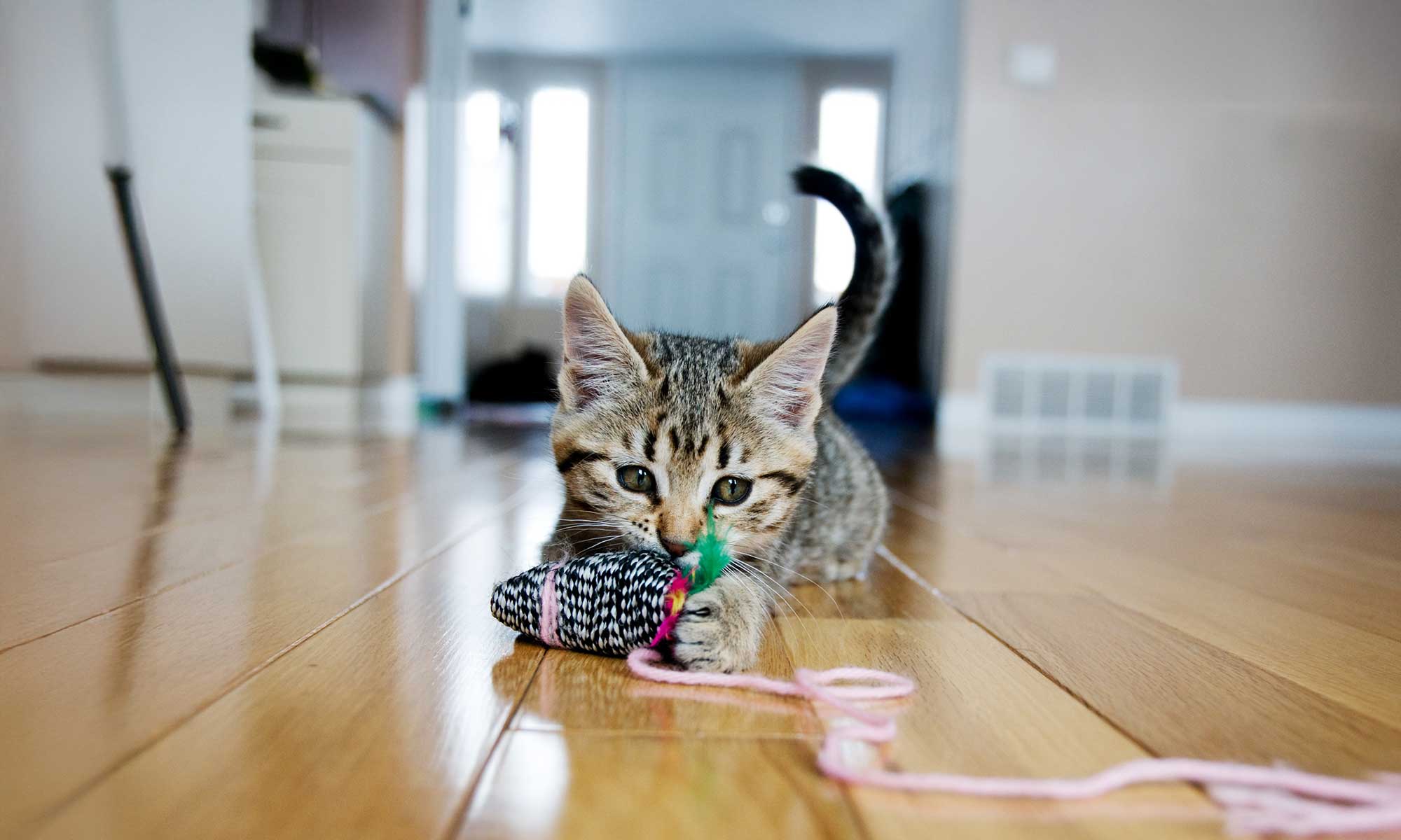 A kitten with a ball