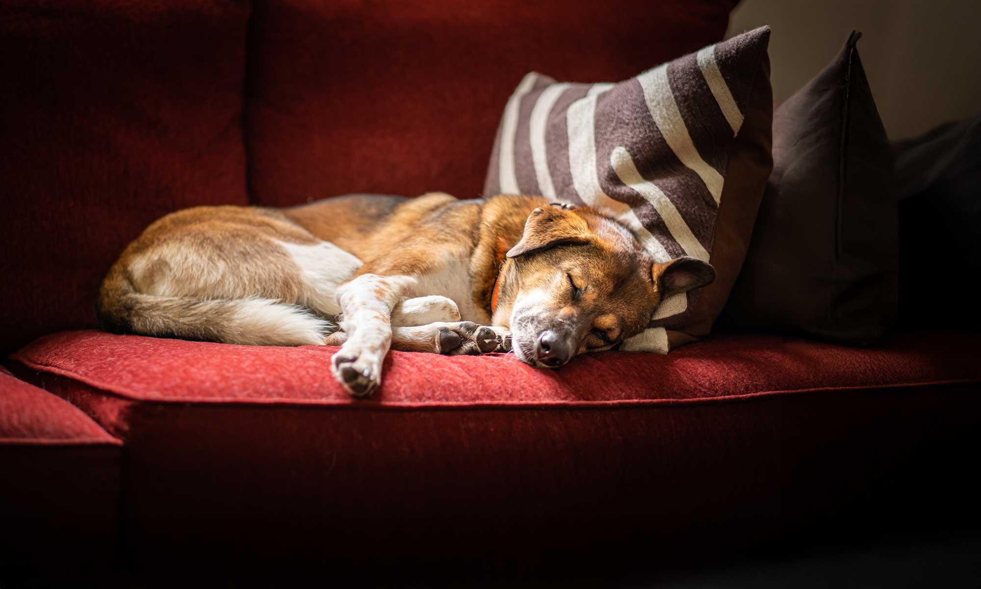 An older dog sleeping