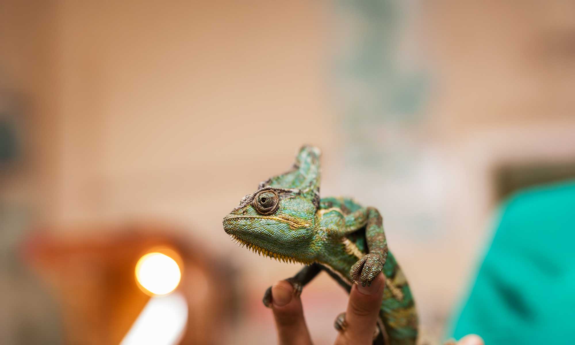 A chameleon sitting on a hand