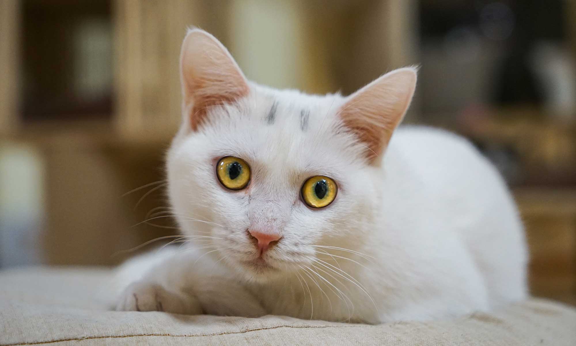 A white cat