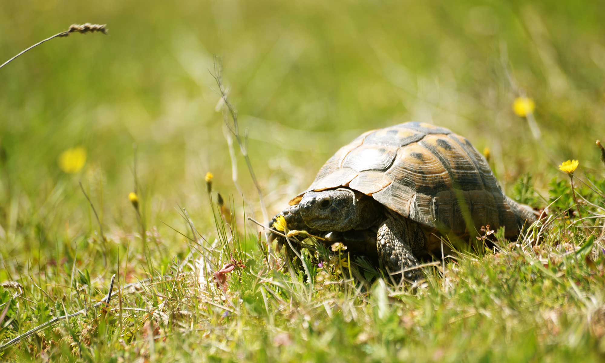 A turtle out for a walk