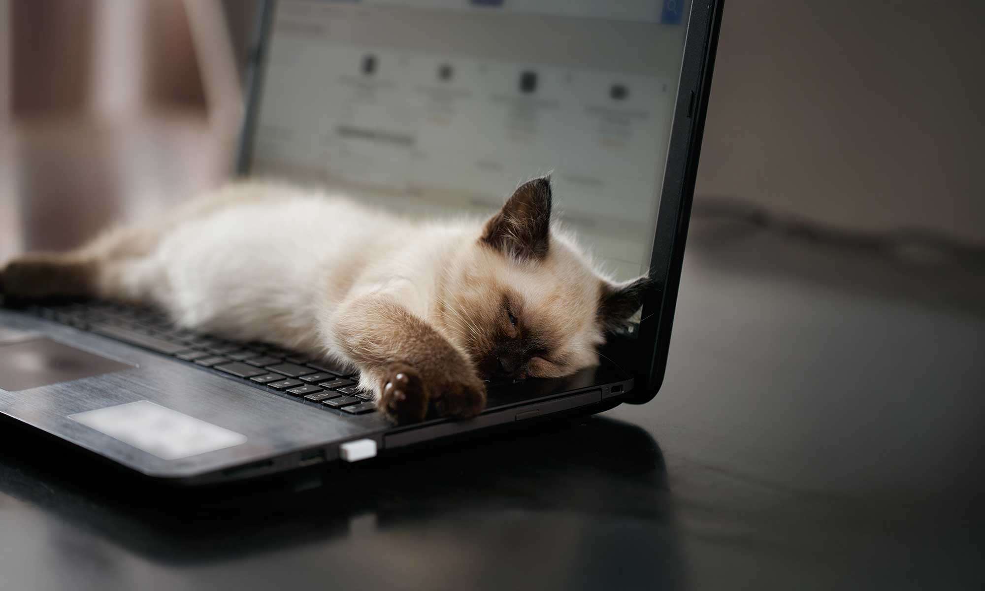 A cat sleeping on a computer