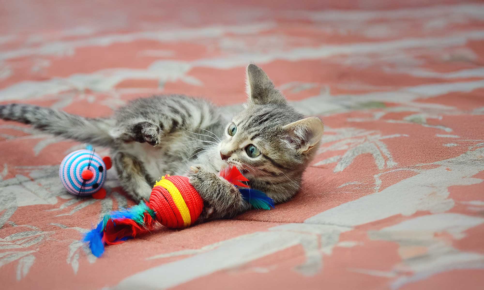 A kitten playing with toys