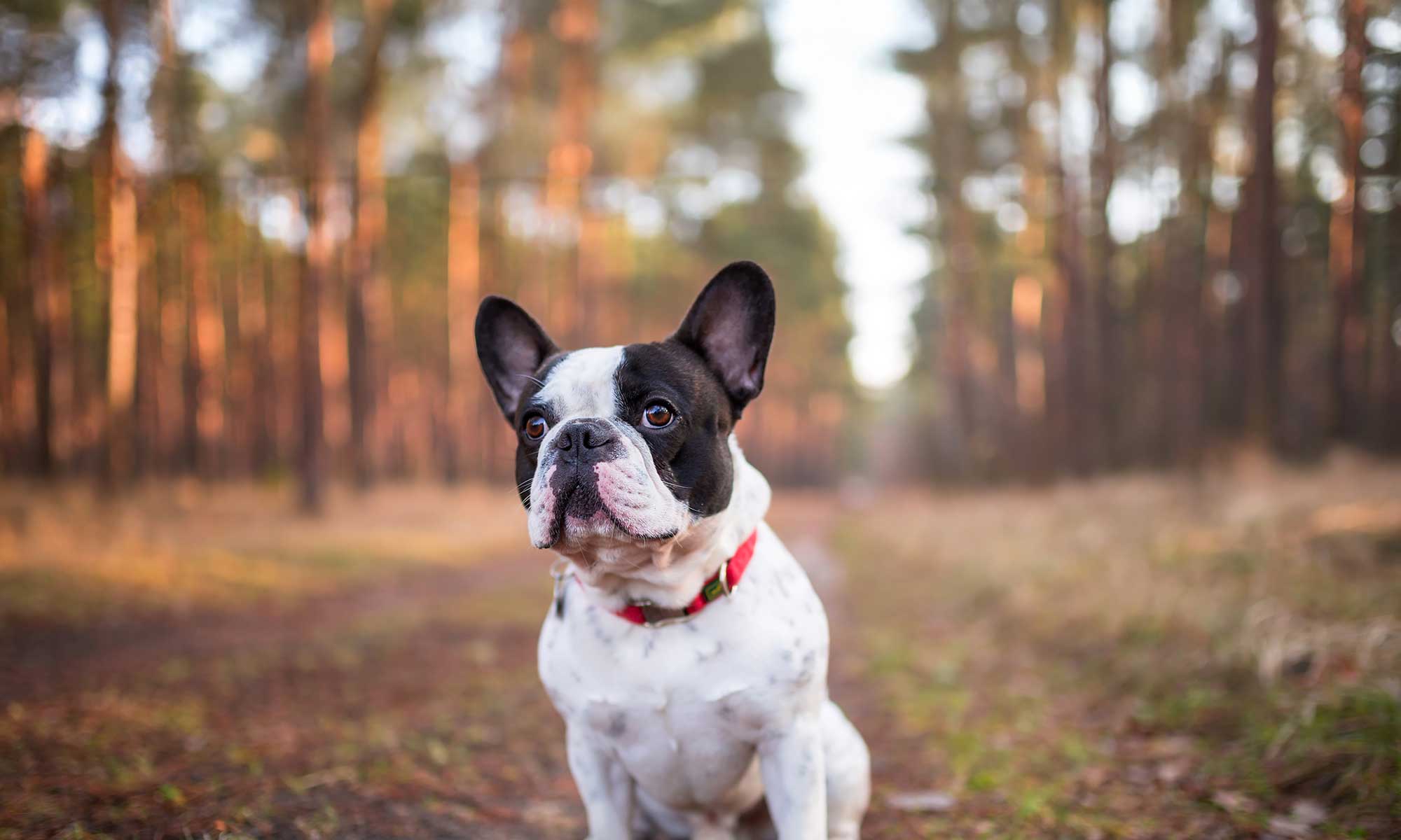 A french bulldog out in a woods