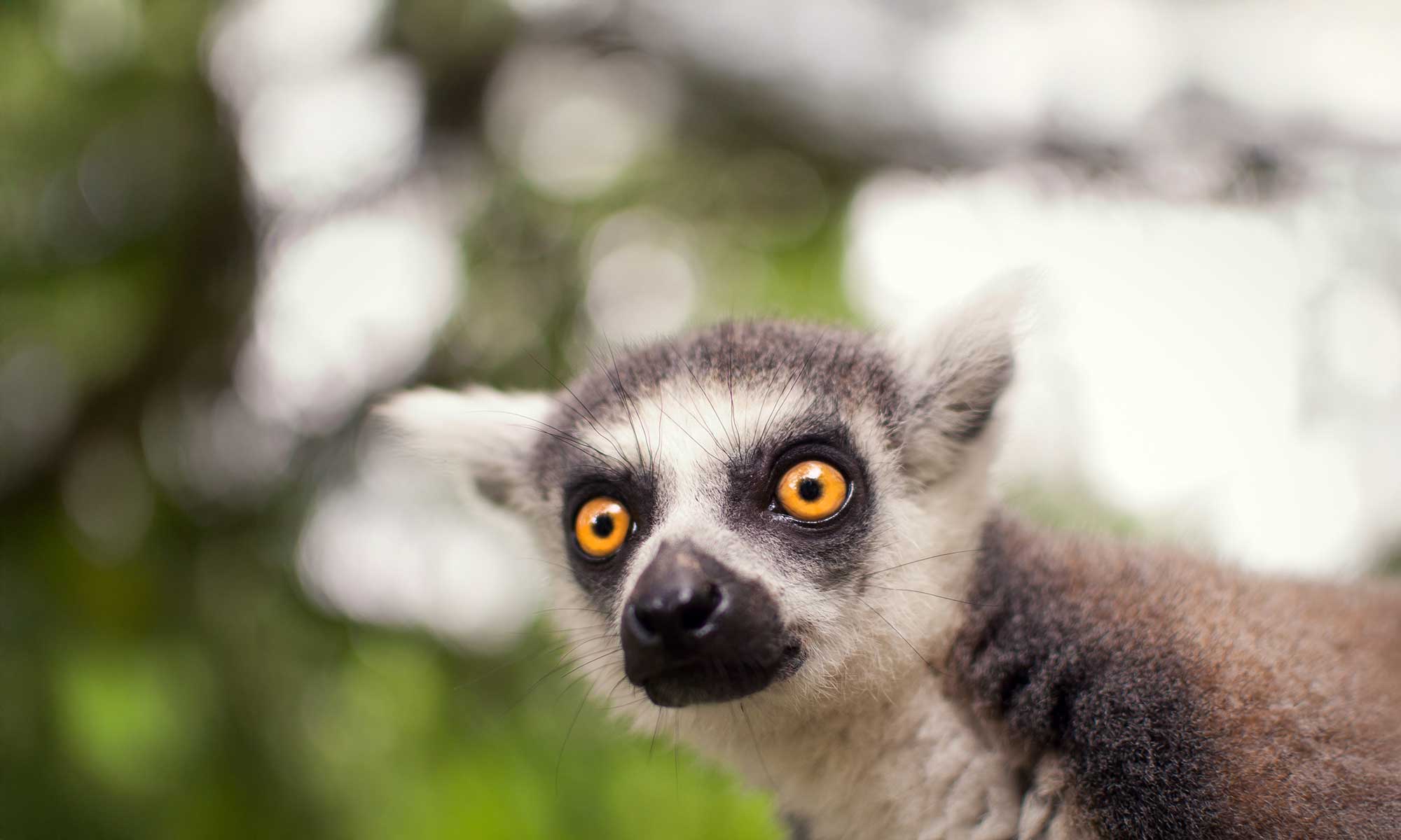 A lemur