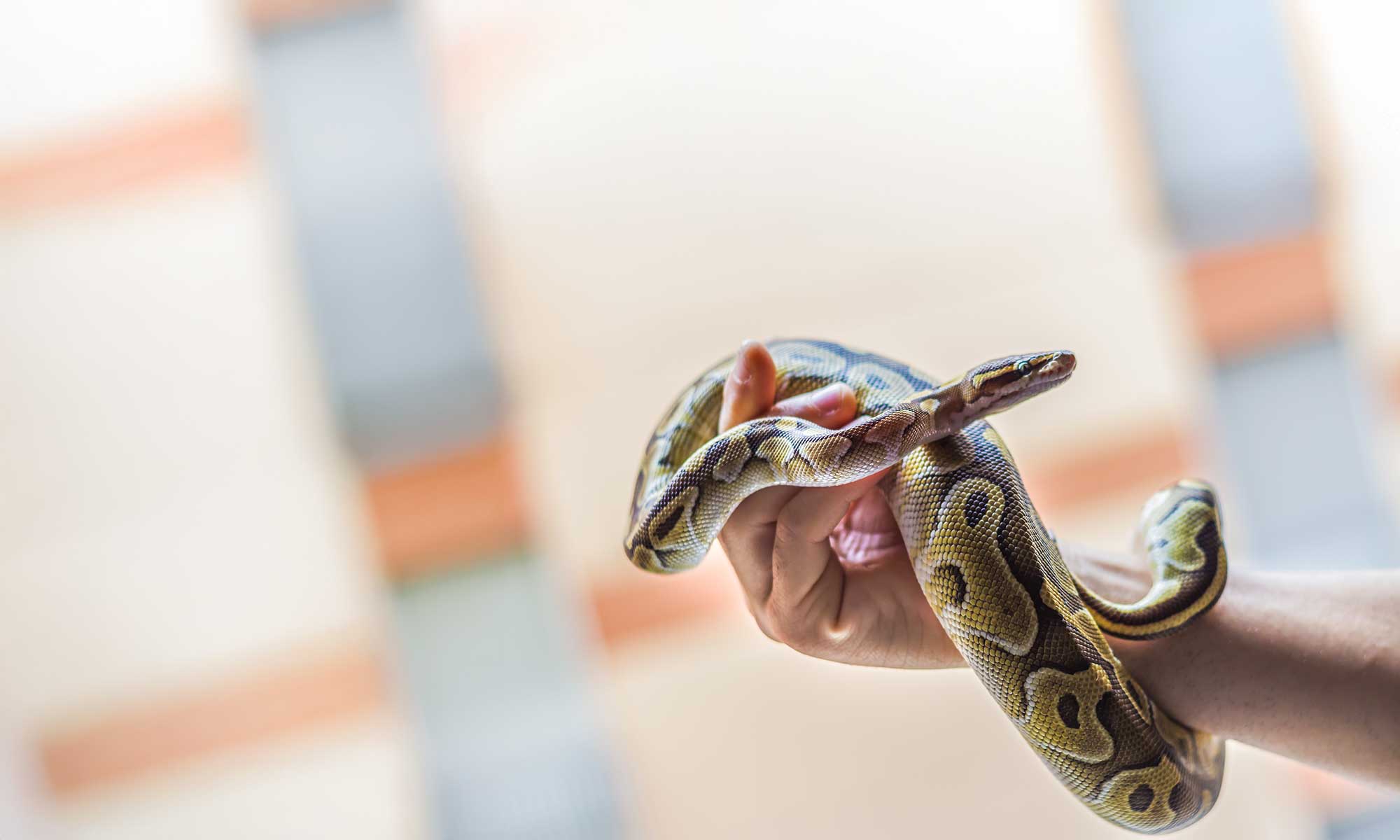 A snake being held