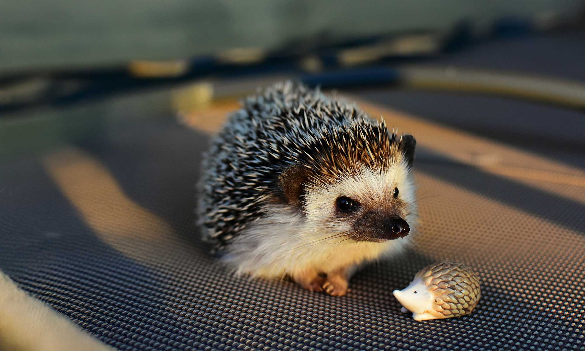 A hedgehog