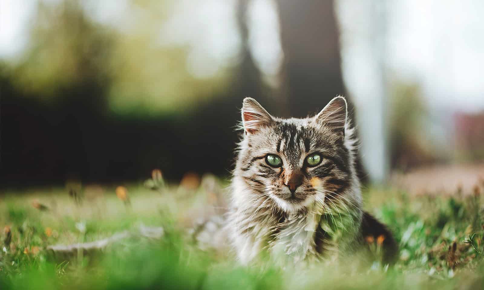 A cat in a field