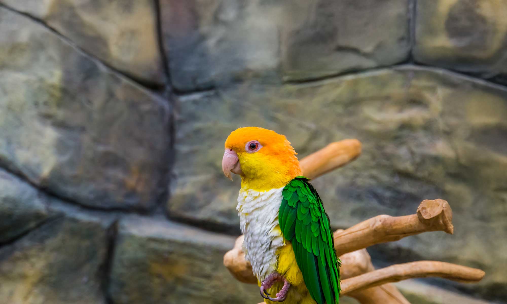 A colorful bird