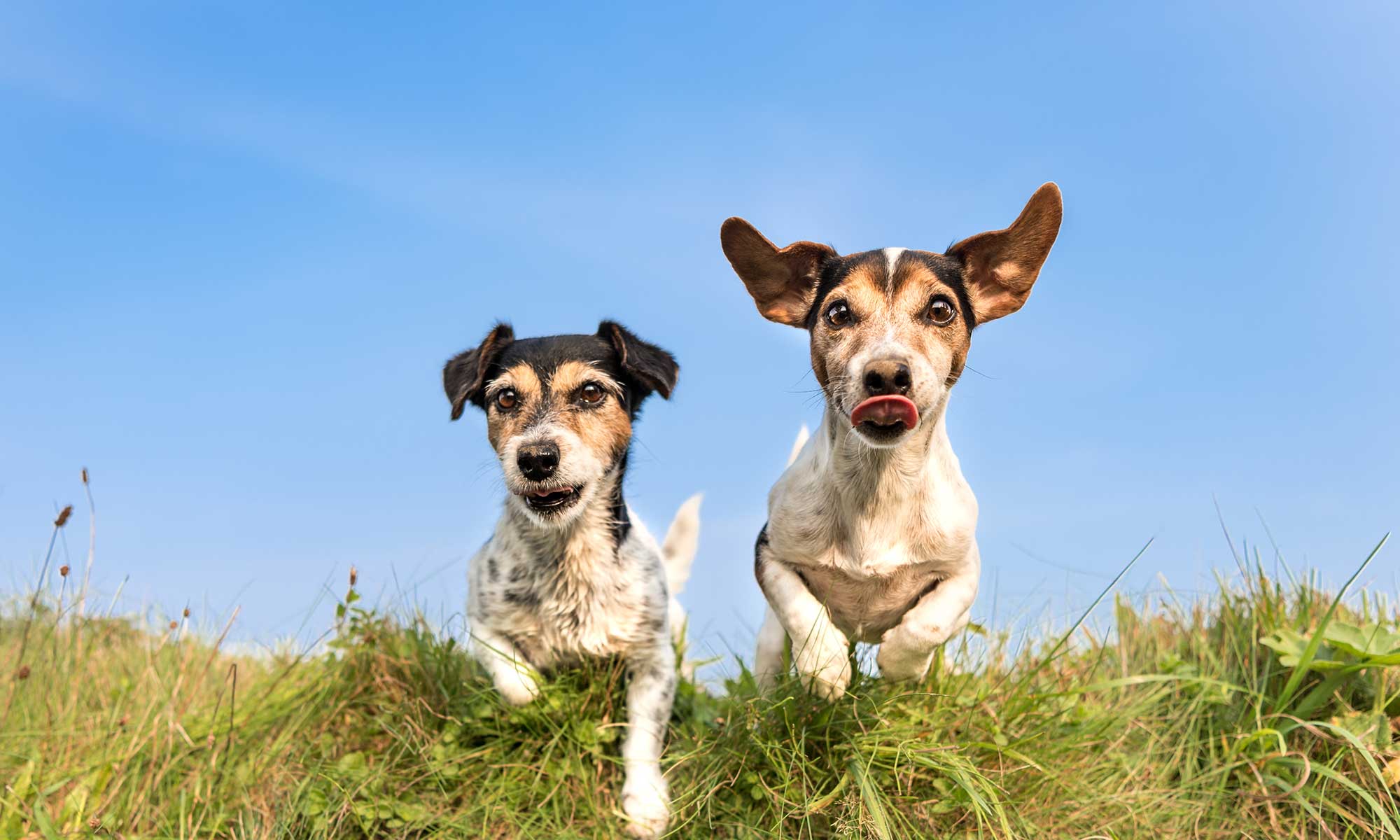 Dogs jumping over a bluff