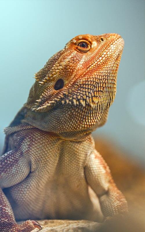 Reptile Veterinarian Broadway Oaks Animal Hospital San Antonio