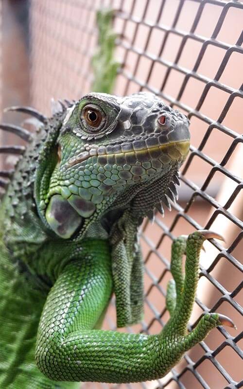 Reptile Veterinarian: Broadway Oaks Animal Hospital San Antonio